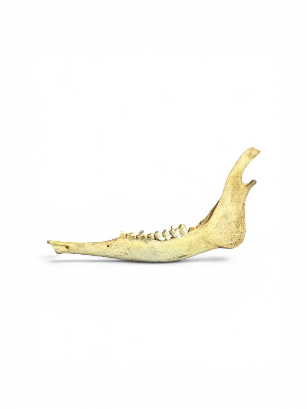 Antique Pleistocene Aged Fossil Bison Jaw Bone Mandible Bison Fossil Bison Jaw